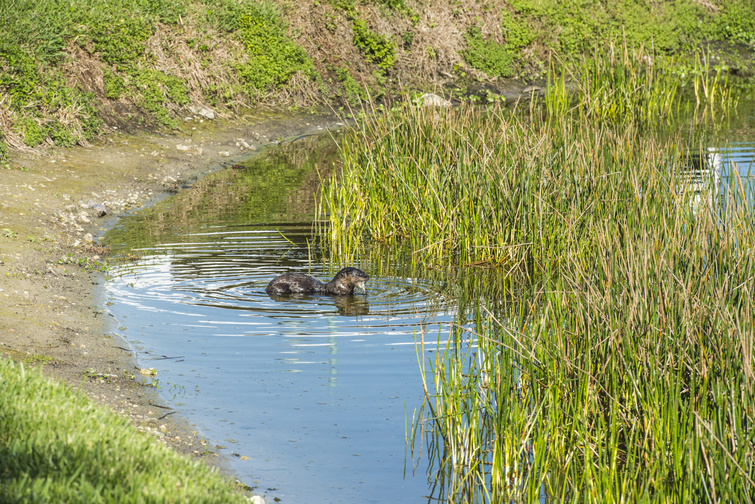 Shell Point offers a welcoming environment for otters and an array of wildlife