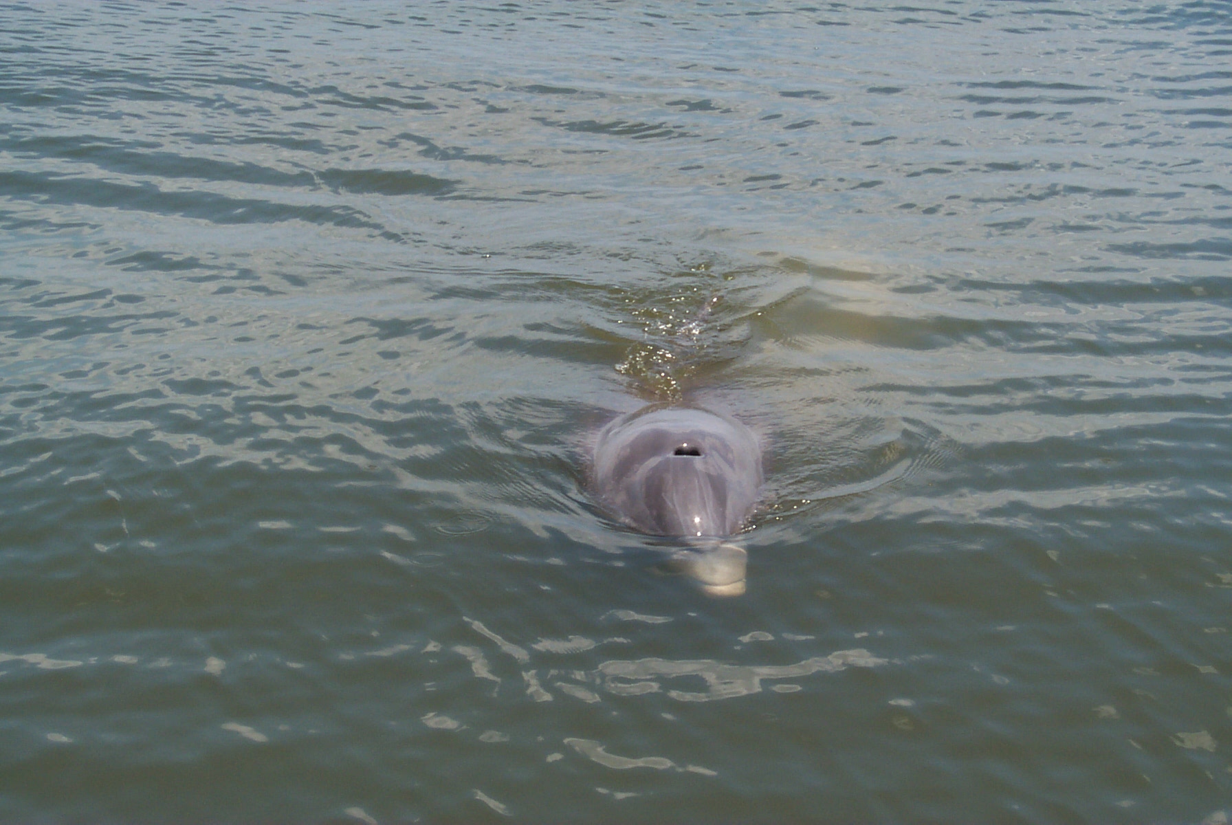 With its location on the Caloosahatchee River Shell Point attracts dolphins and manatees