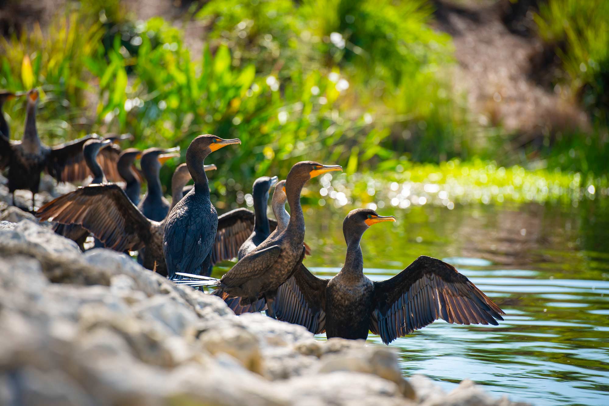 Read more about the article Shell Point named Certified Wildlife Habitat by the National Wildlife Federation