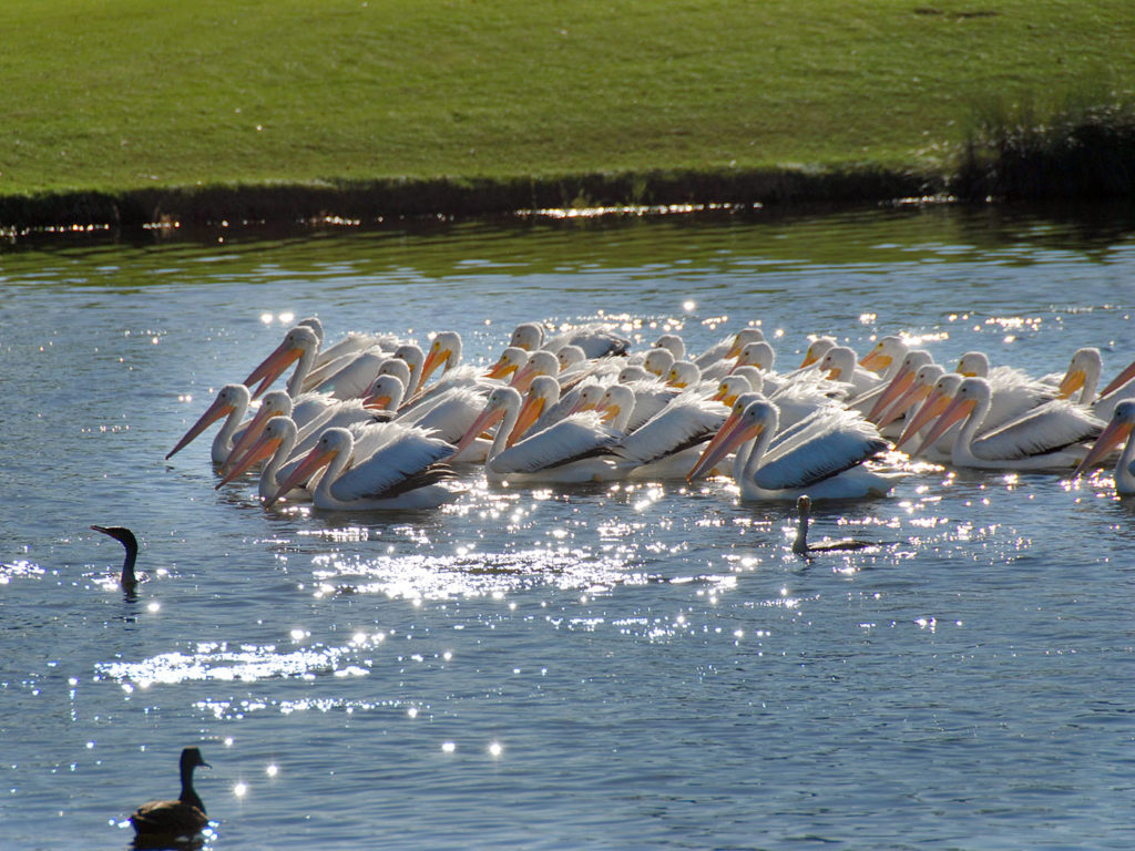 Wildlife exists everywhere at Shell Point!