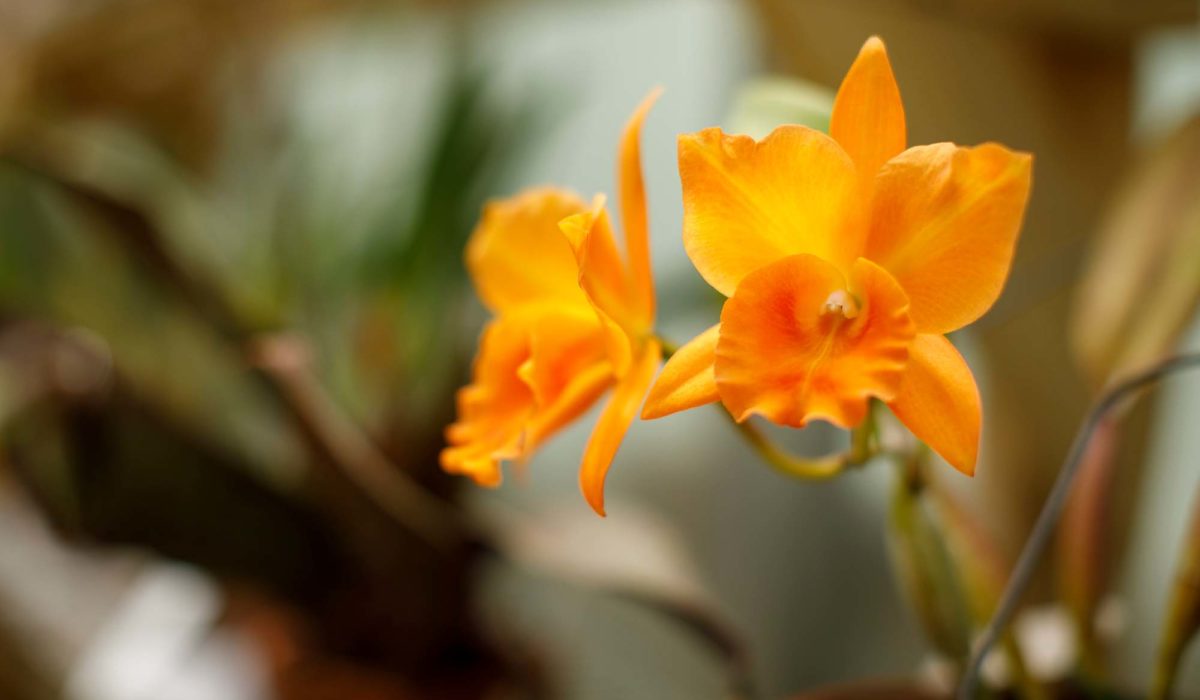 The Shell Point Orchid House, located on The Island, features more than 1,000 orchids cared for by resident gardeners.