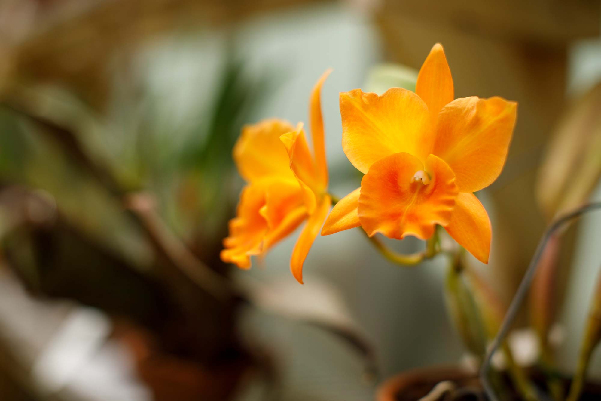The Shell Point Orchid House, located on The Island, features more than 1,000 orchids cared for by resident gardeners.