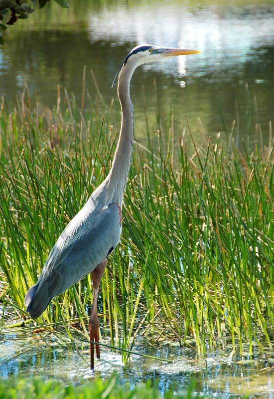 The blue heron